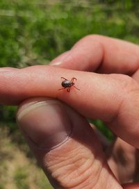 Close-up of insect on hand