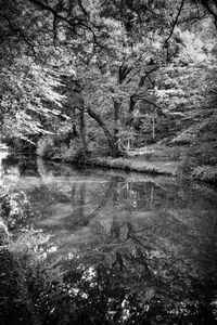 Scenic view of lake in forest