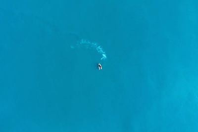 Low angle view of jellyfish swimming in sea