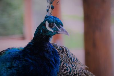 Close-up of a peacock