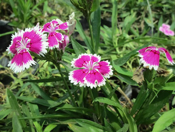 High angle view of pink flowering plants