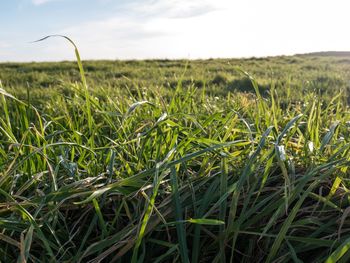 Close-up of wheat field against sky