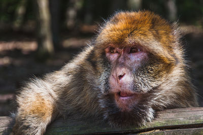 Close-up of a monkey