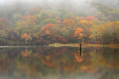 Scenic view of lake by trees during autumn