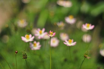 Close-up of pink flowering plants on field