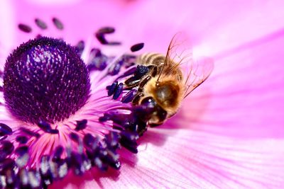 Close-up of insect on pink flower