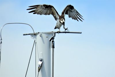 Low angle view of eagle flying against clear sky