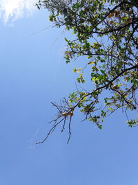 Low angle view of tree against clear blue sky