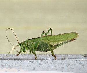 Close-up of insect on leaf