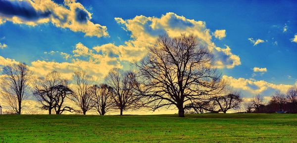 Bare trees on grassy field