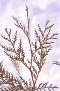 Close-up of frozen plant on field against sky