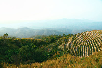 Scenic view of agricultural landscape against sky