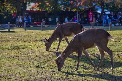 Deer in a field