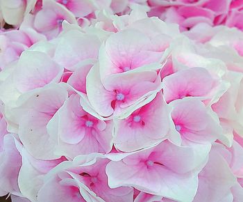 Full frame shot of pink rose flower