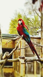 Close-up of parrot perching on branch