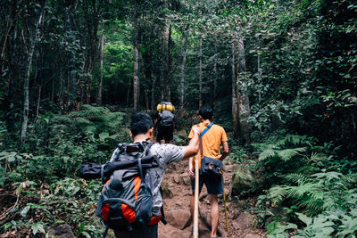 Rear view of people walking in forest