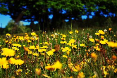 Yellow flowers blooming in field