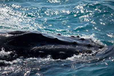 Aerial view of sea waves