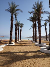 Palm trees on beach against sky