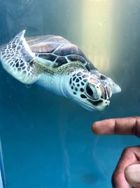 Close-up of hand holding turtle in sea
