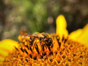 Close-up of bee pollinating on yellow flower