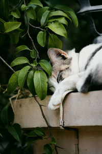 Close-up of cat on plant