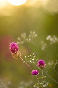 Close-up of pink flowering plant