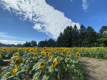 Scenic view of sunflower field against sky