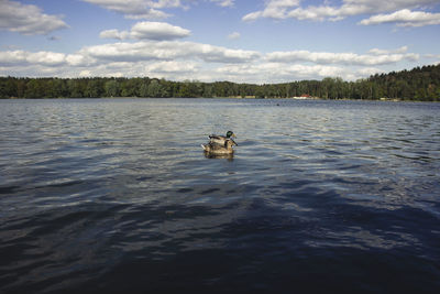 View of ducks swimming in lake