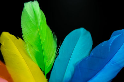 Close-up of multi colored leaves over black background