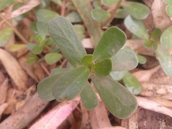 Close-up of plant