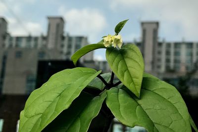 Close-up of green plant in city against sky