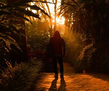 Rear view of man walking on footpath amidst plants during sunrise