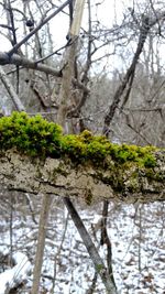 Trees on snow covered forest