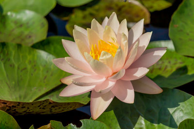 Close-up of lotus water lily in pond