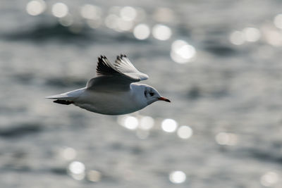 Seagull flying over sea