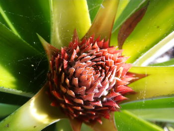 Close-up of flowers against blurred background