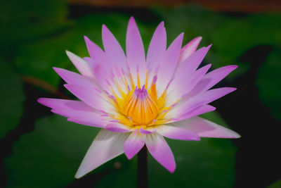 Close-up of purple water lily