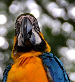 Low angle view of gold and blue macaw