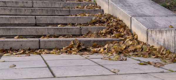 Close-up of autumn leaves on footpath