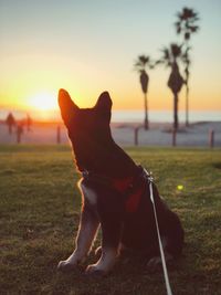 Dog on field against sky during sunset