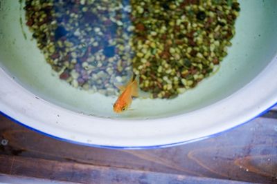 High angle view of fish in bowl