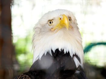 Close-up of eagle against blurred background