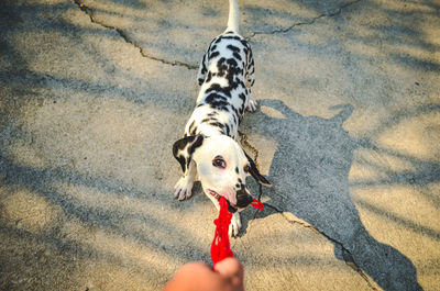 High angle view of hand holding dog