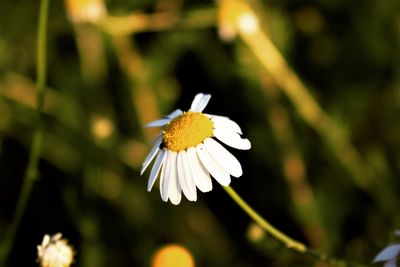 Close-up of white daisy flower