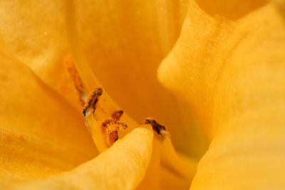 Close-up of insect on yellow flower