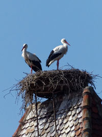 Low angle view of birds perching on roof against sky