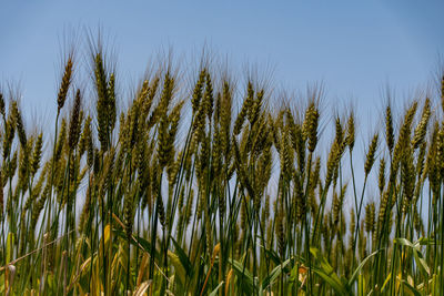 Low angle view of stalks in field against clear sky