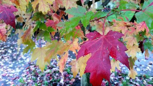 Full frame shot of leaves