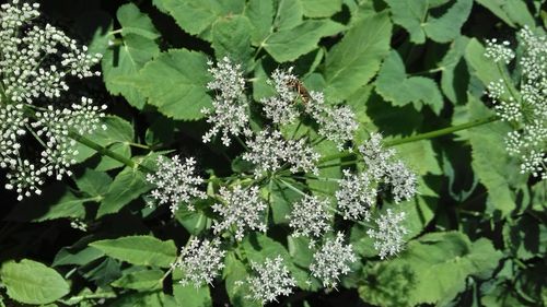 Close-up of white flowering plants